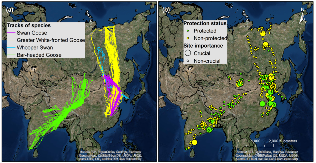 Two maps of Asia showing satellite-tracked migration routes of four waterbird species and habitat sites classified by protection status and importance to migration connectivity.
