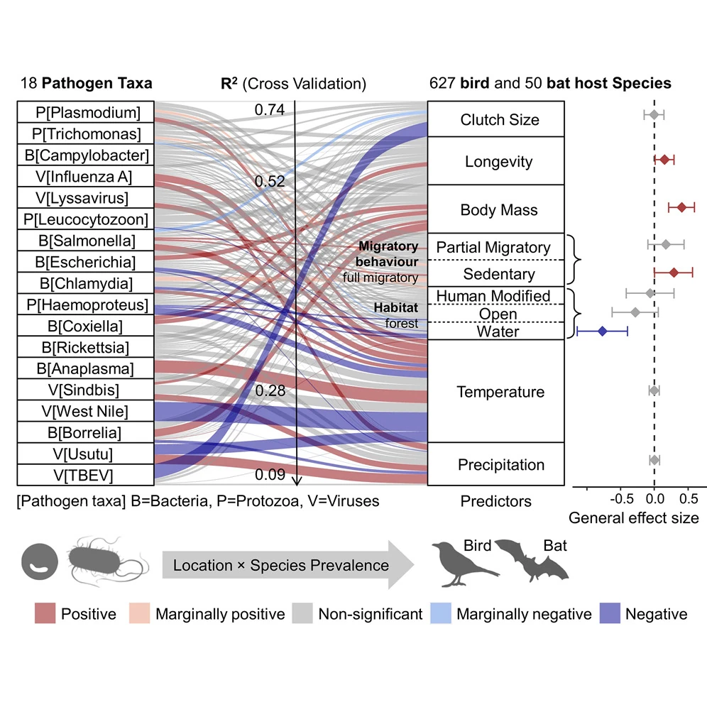 Diagram linking bird and bat pathogen taxa with host traits, habitats and climate predictors.